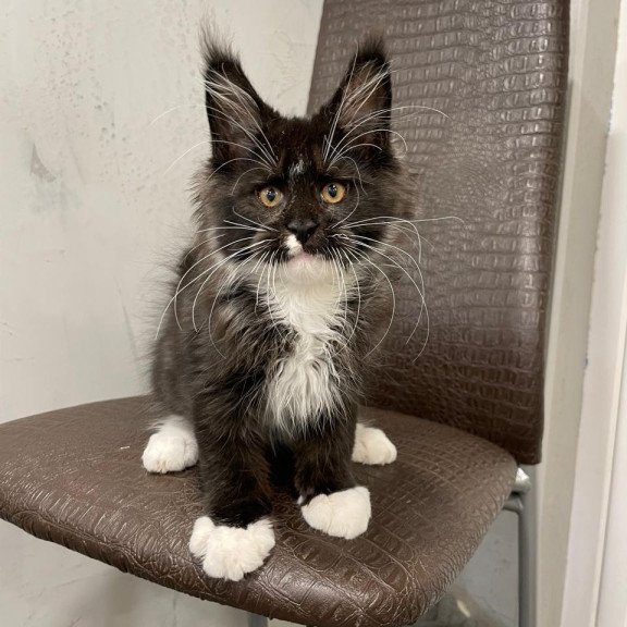 Maine Coon NOV Irik