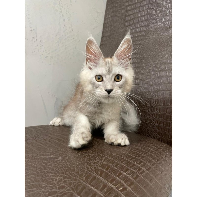 Maine Coon NOV King
