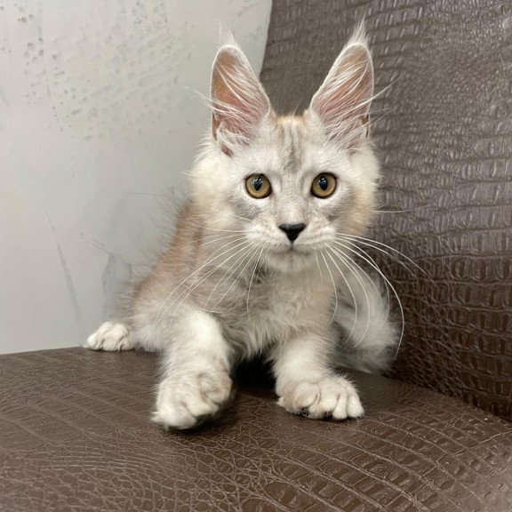 Maine Coon NOV King