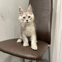 Maine Coon NOV King