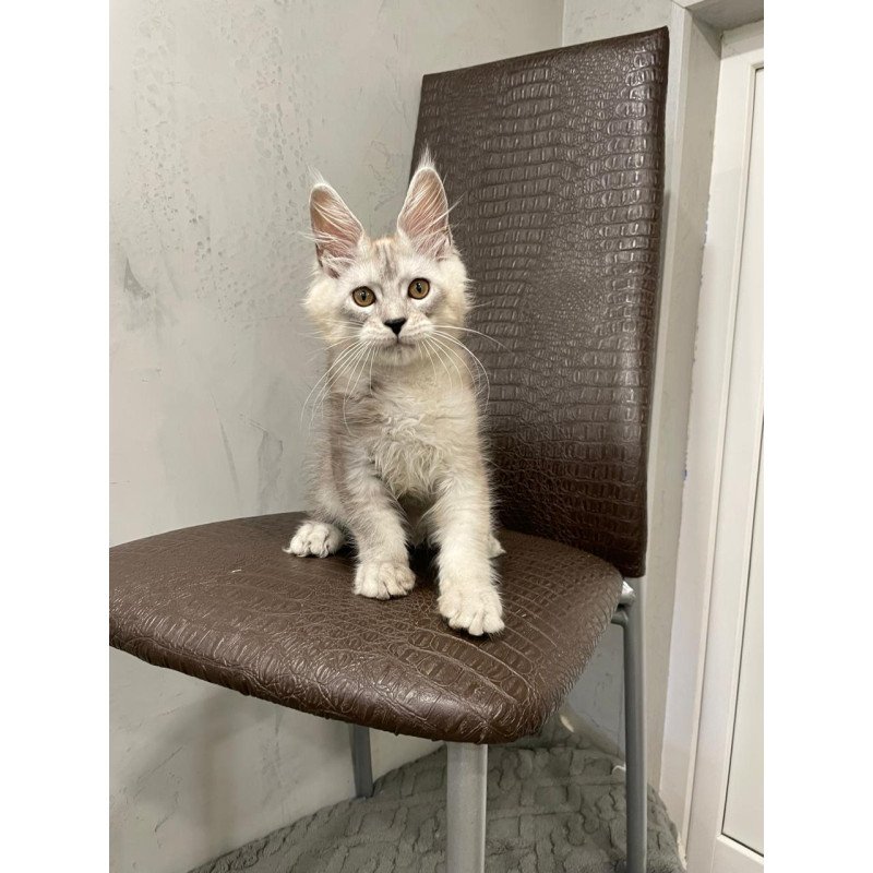 Maine Coon NOV King