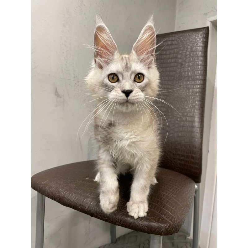 Maine Coon NOV King