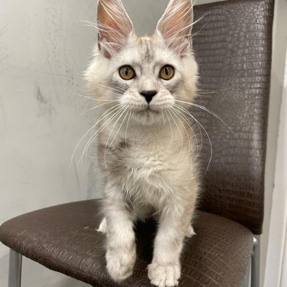 Maine Coon NOV King