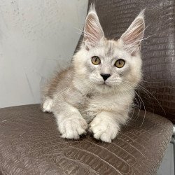 Maine Coon NOV King