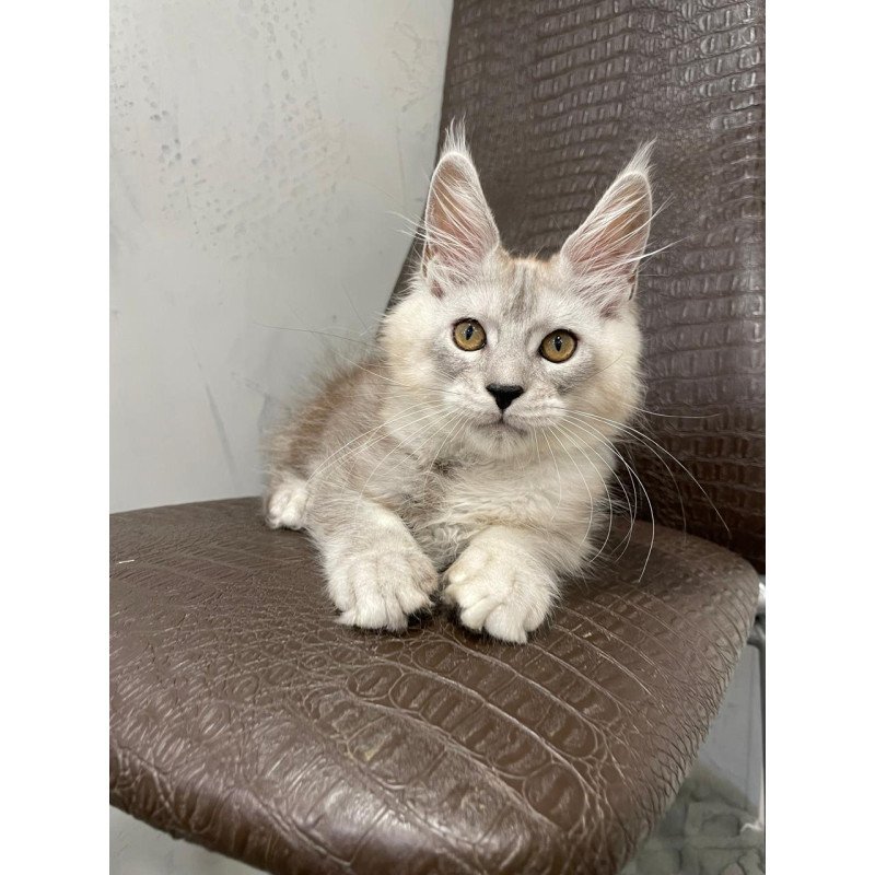 Maine Coon NOV King