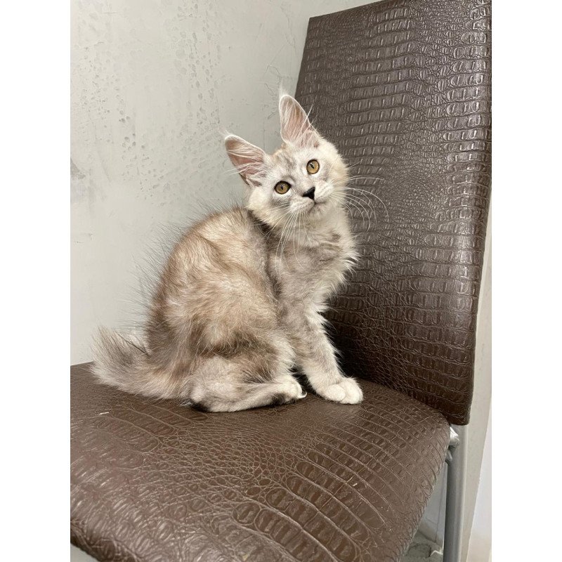 Maine Coon NOV King