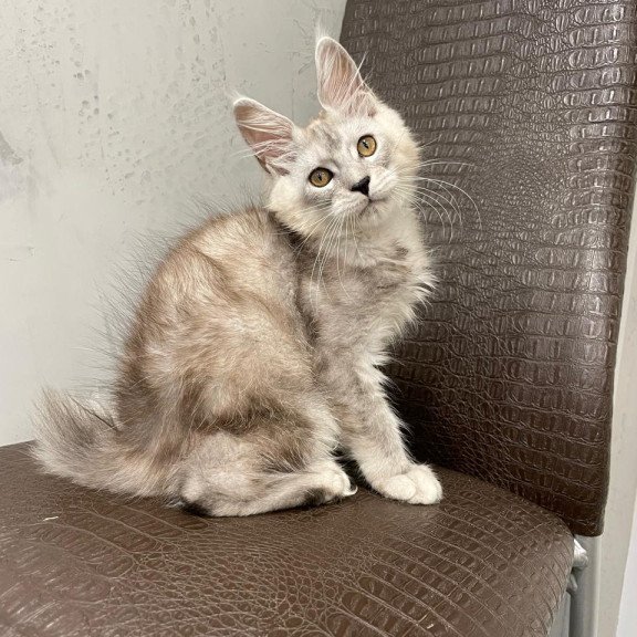 Maine Coon NOV King