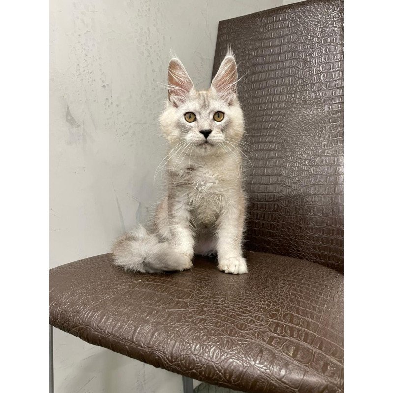 Maine Coon NOV King