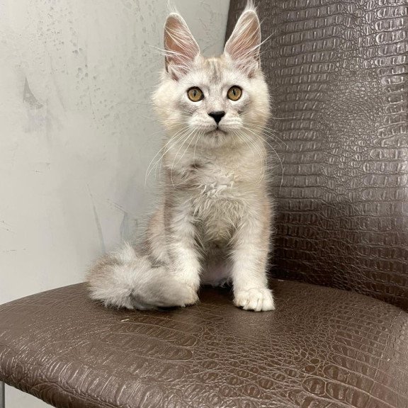 Maine Coon NOV King