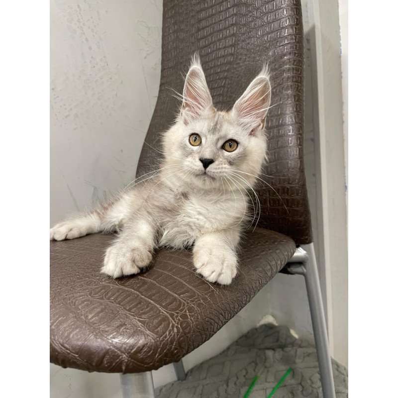 Maine Coon NOV King