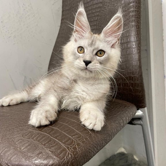 Maine Coon NOV King