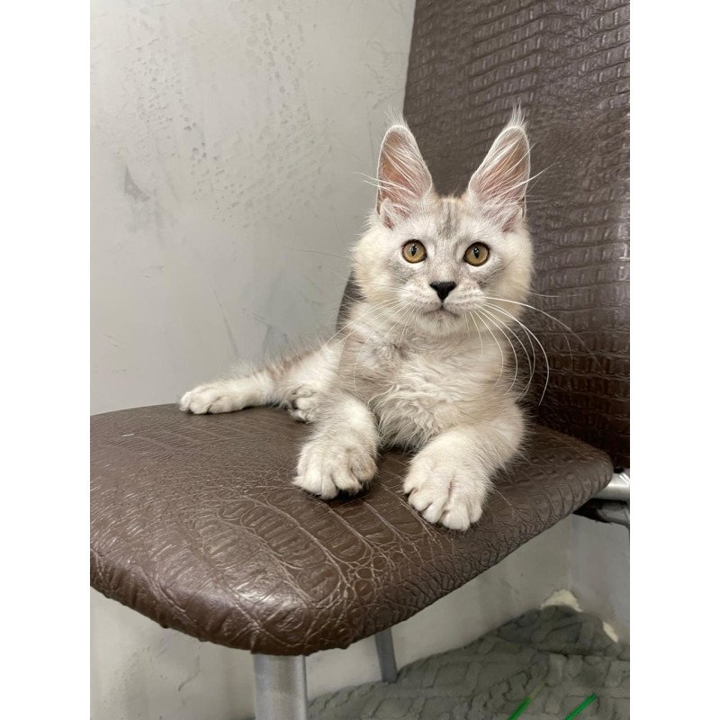 Maine Coon NOV King