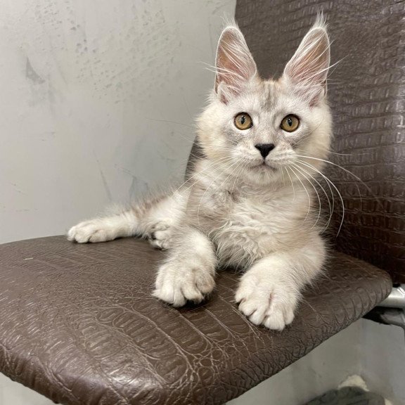 Maine Coon NOV King