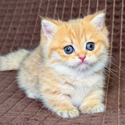 Munchkin Milo
