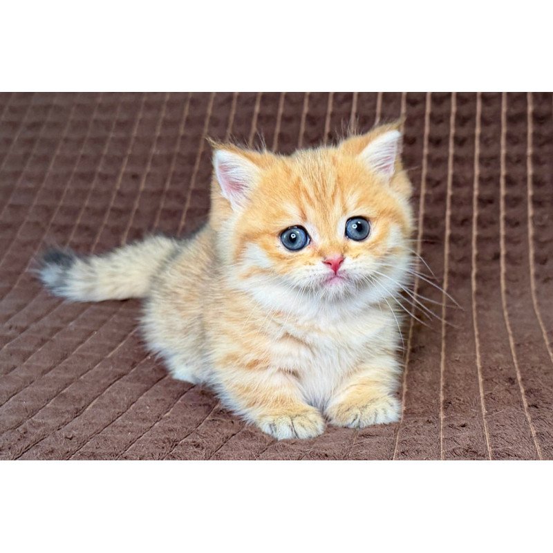 Munchkin Milo