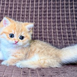 Munchkin Milo