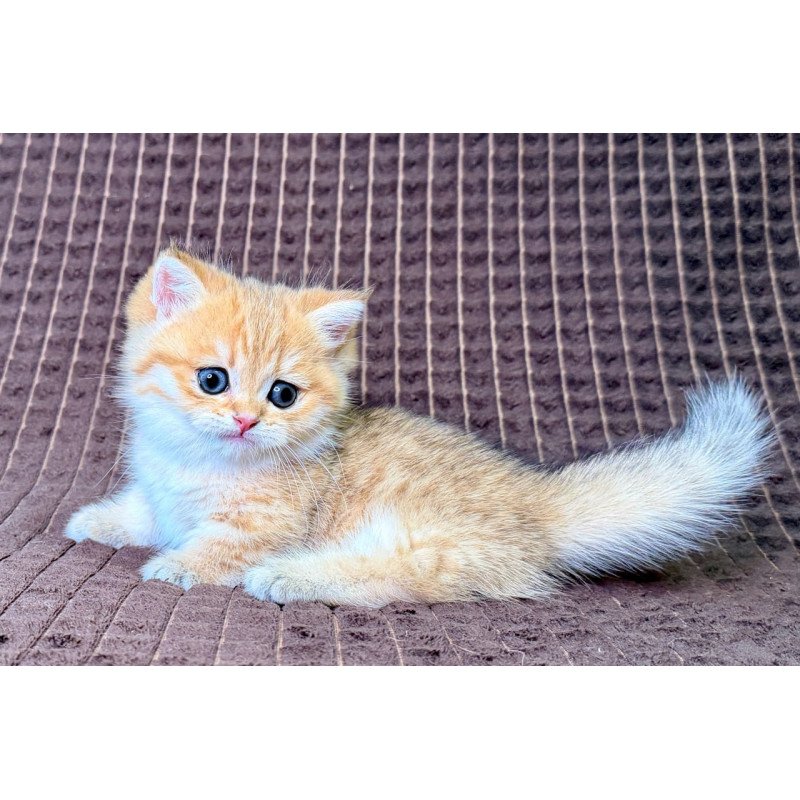 Munchkin Milo