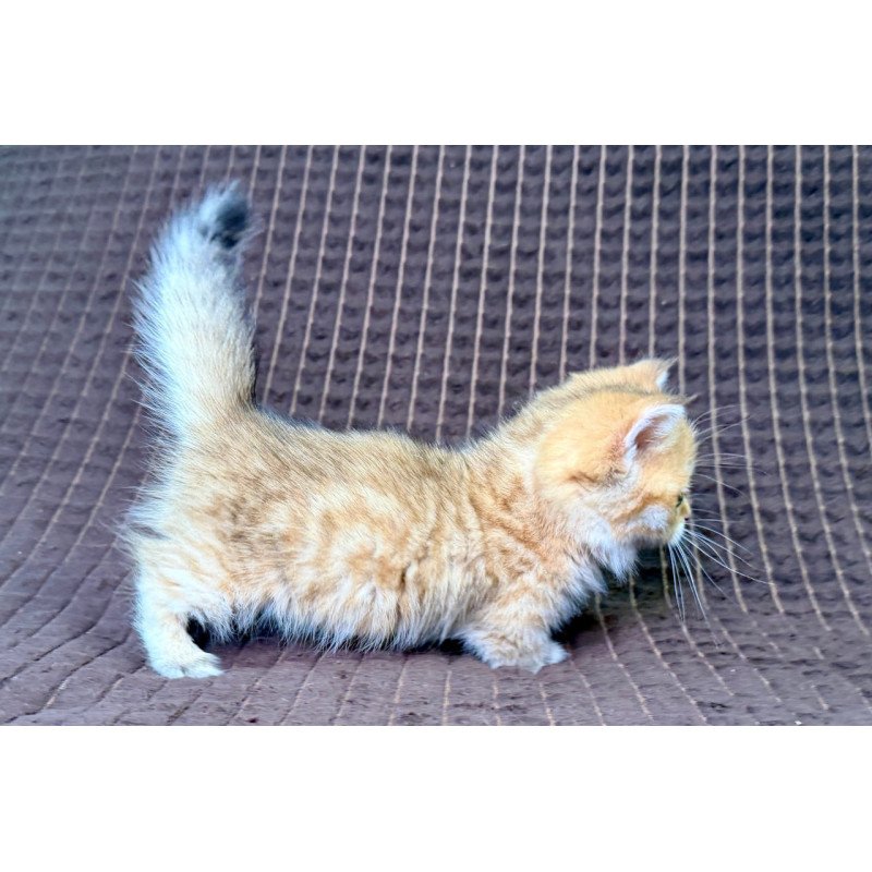 Munchkin Milo