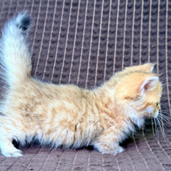 Munchkin Milo