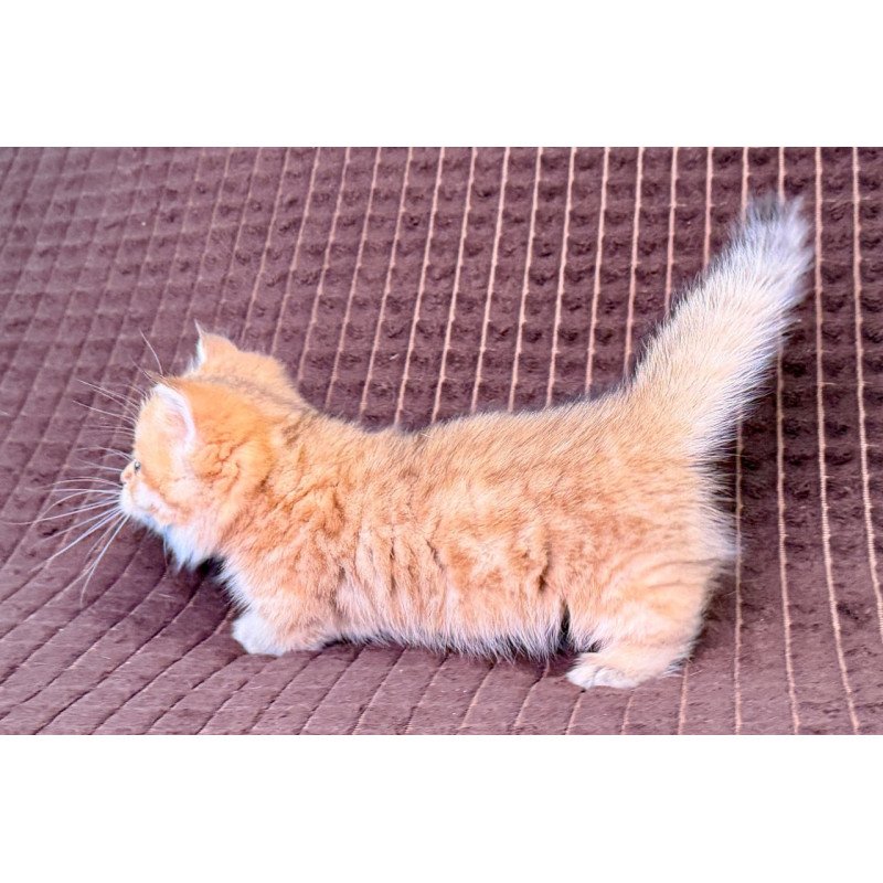 Munchkin Milo