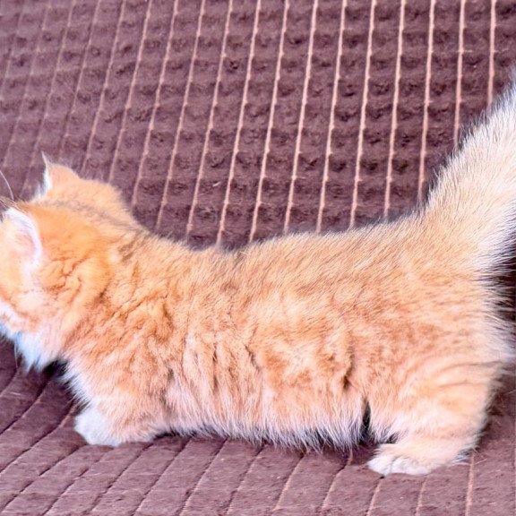 Munchkin Milo