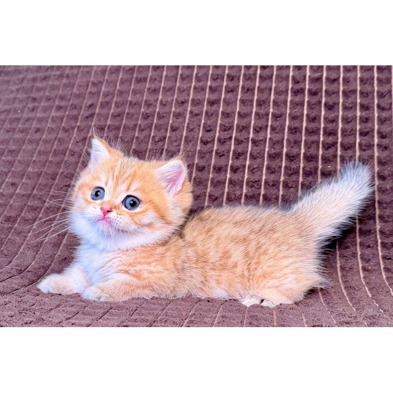 Munchkin Milo