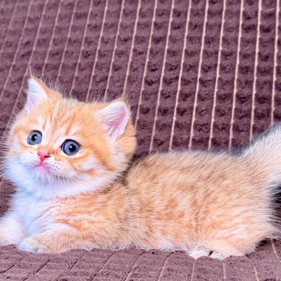 Munchkin Milo