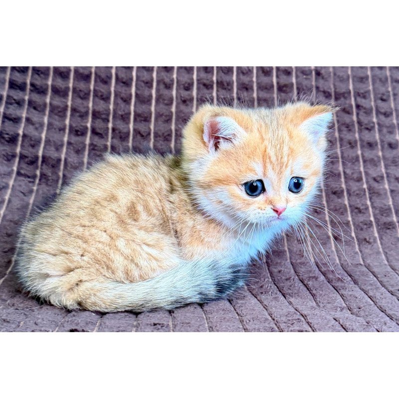 Munchkin Milo