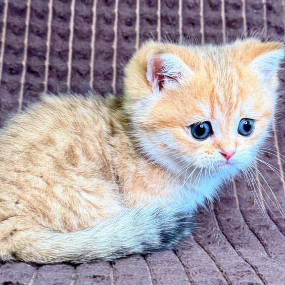 Munchkin Milo