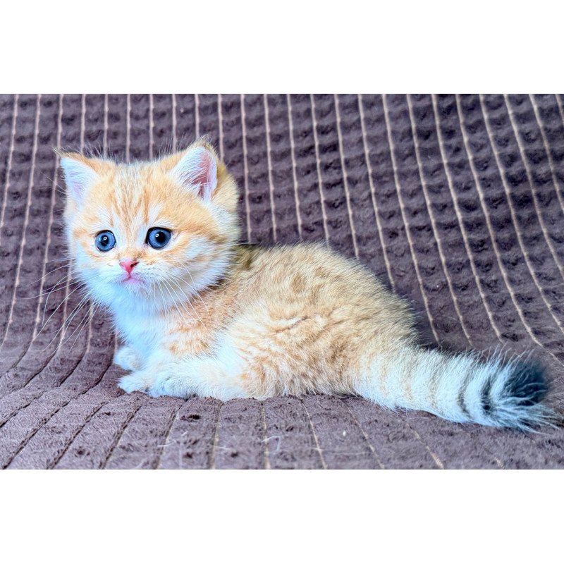 Munchkin Milo