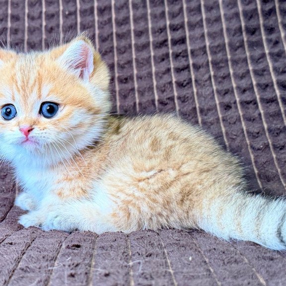 Munchkin Milo