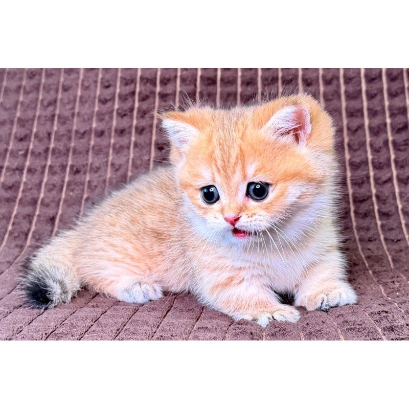Munchkin Milo