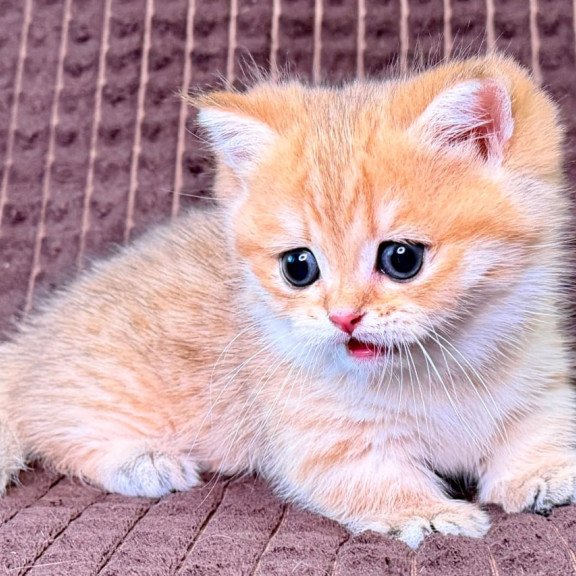Munchkin Milo