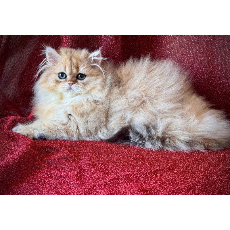 Persian NOV Tiffany