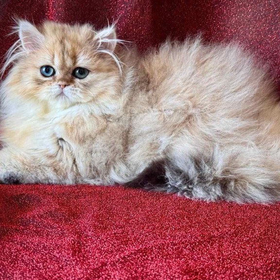 Persian NOV Tiffany