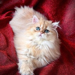 Persian NOV Tiffany