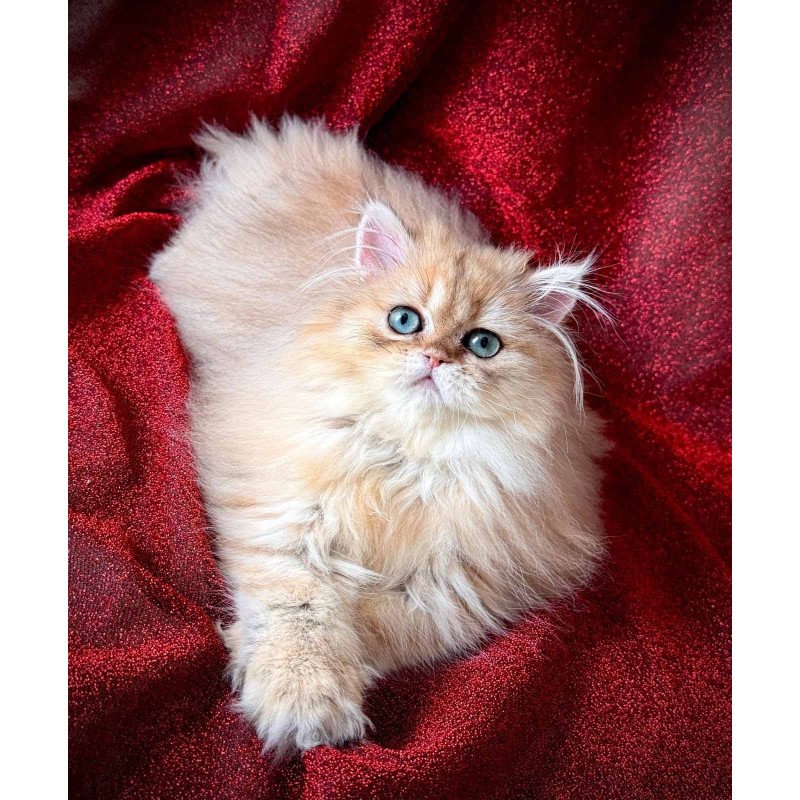 Persian NOV Tiffany