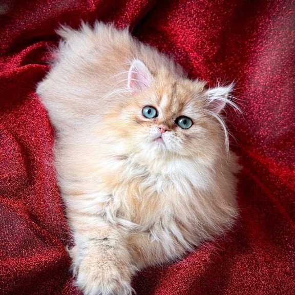 Persian NOV Tiffany