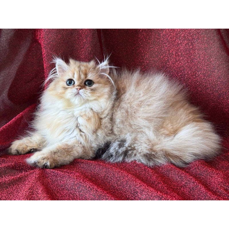 Persian NOV Tiffany