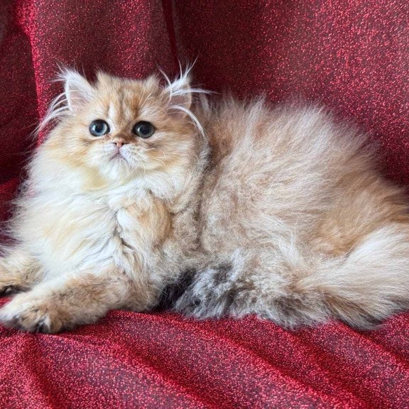Persian NOV Tiffany