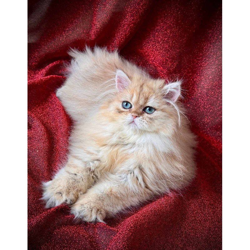 Persian NOV Tiffany
