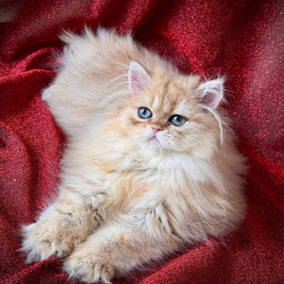 Persian NOV Tiffany