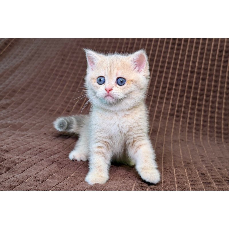 Munchkin Marsi