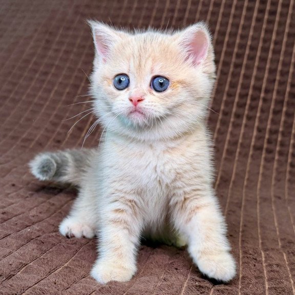 Munchkin Marsi