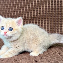 Munchkin Marsi