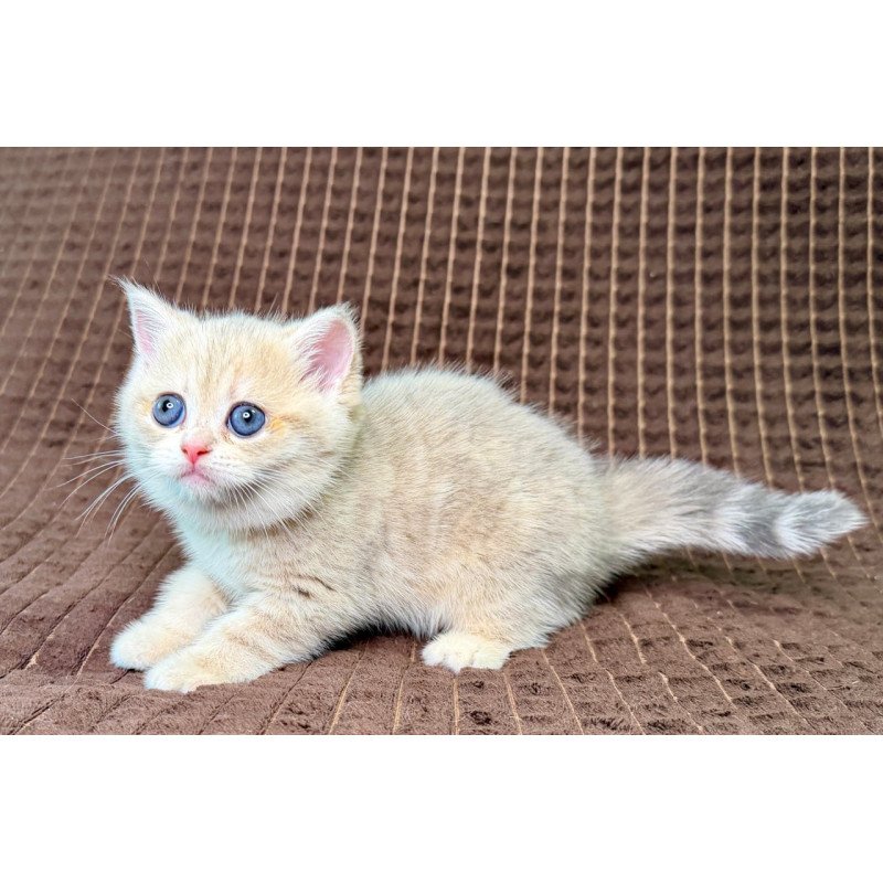 Munchkin Marsi