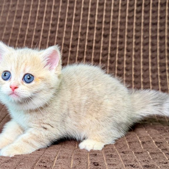 Munchkin Marsi