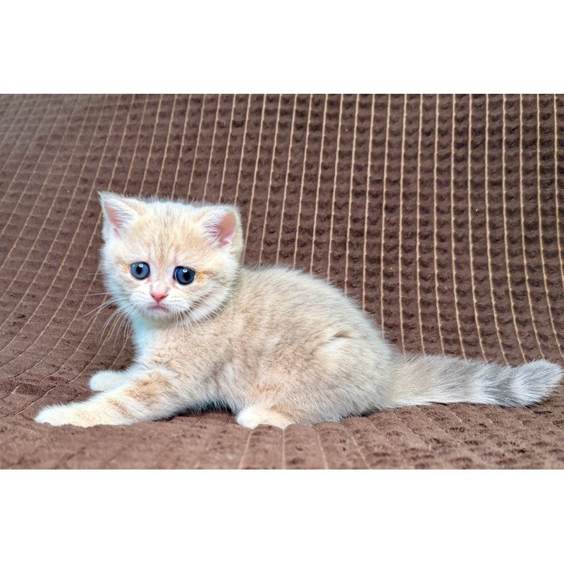Munchkin Marsi