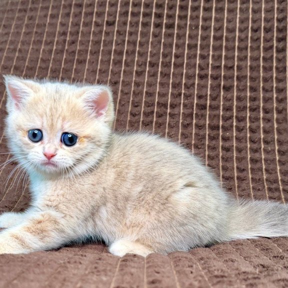 Munchkin Marsi
