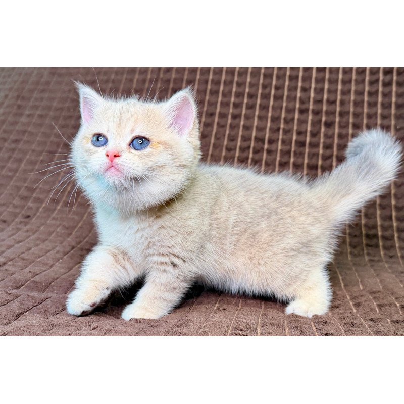 Munchkin Marsi